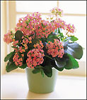 Pink Kalanchoe
