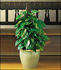 Vertical Pothos on Pole