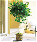 Ficus Tree
