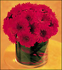 Red Gerbera Roundup