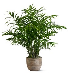 potted palm tree photos