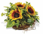 Nesting Sunflowers Cottage Florist Lakeland Fl 33813 Premium Flowers lakeland