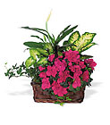 Azalea Attraction Garden Basket Cottage Florist Lakeland Fl 33813 Premium Flowers lakeland