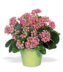 Pink Kalanchoe