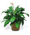/images/telwhite03/tf133-3lg.jpg Large Spathiphyllum Plant Premier Flowers from Cottage Florist, Lakeland Fl 33813