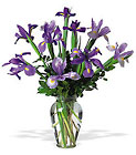 Incredible Iris