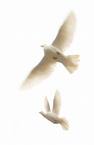 Doves for Release, perfect for weddings, memorials, anniversaries or special events!