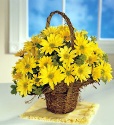 Grape Vine Daisy Basket Cottage Florist Lakeland Fl 33813 Premium Flowers lakeland