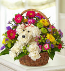 Dog-Able Cottage Florist Lakeland Fl 33813 Premium Flowers lakeland