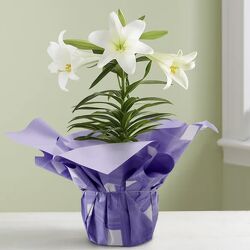 About Easter Sentiments™ Lily Plant Cottage Florist Lakeland Fl 33813 Premium Flowers lakeland