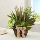 Dish Garden Cottage Florist Lakeland Fl 33813 Premium Flowers lakeland