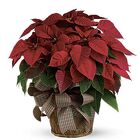 Large Red Poinsettia Cottage Florist Lakeland Fl 33813 Premium Flowers lakeland