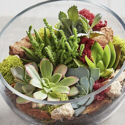 One of a Kind Succulent Garden Cottage Florist Lakeland Fl 33813 Premium Flowers lakeland