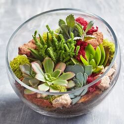 GLASS SUCULENT TERRARIUM Cottage Florist Lakeland Fl 33813 Premium Flowers lakeland