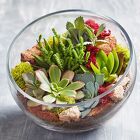 GLASS SUCULENT TERRARIUM Cottage Florist Lakeland Fl 33813 Premium Flowers lakeland