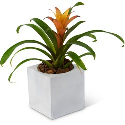 Bromeliad Mini Cottage Florist Lakeland Fl 33813 Premium Flowers lakeland