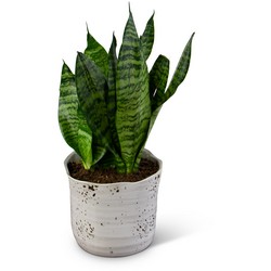 Snake Plant Cottage Florist Lakeland Fl 33813 Premium Flowers lakeland