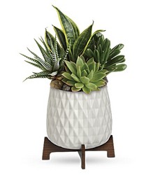 Modern Mood Succulent Garden Cottage Florist Lakeland Fl 33813 Premium Flowers lakeland