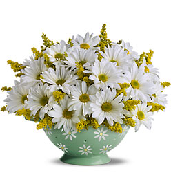 Sweet Daisy Colander Cottage Florist Lakeland Fl 33813 Premium Flowers lakeland