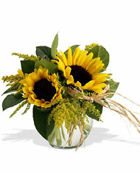 Sassy Sunflowers Cottage Florist Lakeland Fl 33813 Premium Flowers lakeland