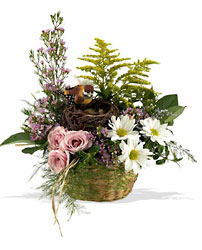 Nesting Basket Cottage Florist Lakeland Fl 33813 Premium Flowers lakeland