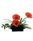 Zen Gerbera Bowl Cottage Florist Lakeland Fl 33813 Premium Flowers lakeland