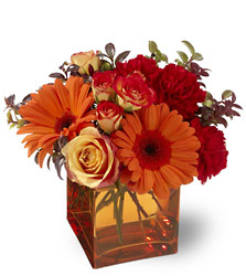 Sunrise Sunset Cottage Florist Lakeland Fl 33813 Premium Flowers lakeland