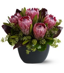 Positively Protea Cottage Florist Lakeland Fl 33813 Premium Flowers lakeland