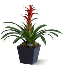 Bright Bromeliad Cottage Florist Lakeland Fl 33813 Premium Flowers lakeland