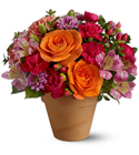Morning in Sorrento Cottage Florist Lakeland Fl 33813 Premium Flowers lakeland