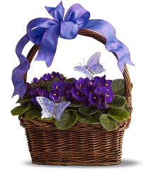 Violets and Butterflies Cottage Florist Lakeland Fl 33813 Premium Flowers lakeland