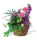 Garden Comforts Cottage Florist Lakeland Fl 33813 Premium Flowers lakeland