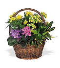 Petite European Basket Cottage Florist Lakeland Fl 33813 Premium Flowers lakeland
