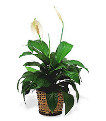 Small Spathiphyllum Plant Cottage Florist Lakeland Fl 33813 Premium Flowers lakeland