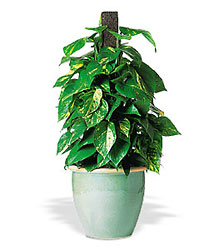 Vertical Pothos on Pole Cottage Florist Lakeland Fl 33813 Premium Flowers lakeland
