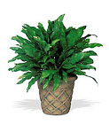 Aglaonema Cottage Florist Lakeland Fl 33813 Premium Flowers lakeland