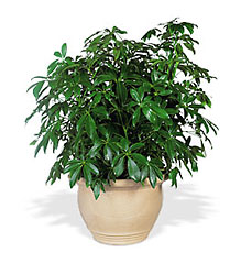 Arboricola Cottage Florist Lakeland Fl 33813 Premium Flowers lakeland