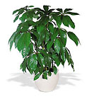 Schefflera Cottage Florist Lakeland Fl 33813 Premium Flowers lakeland