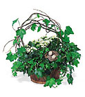 Kalanchoe and Ivy Basket Cottage Florist Lakeland Fl 33813 Premium Flowers lakeland