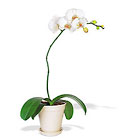 White Phalaenopsis Orchid Cottage Florist Lakeland Fl 33813 Premium Flowers lakeland