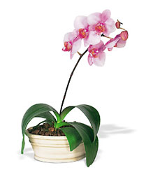 Lavender Phalaenopsis Orchid Cottage Florist Lakeland Fl 33813 Premium Flowers lakeland