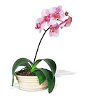 Lavender Phalaenopsis Orchid Cottage Florist Lakeland Fl 33813 Premium Flowers lakeland