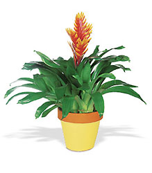 Exotic Bromeliad Cottage Florist Lakeland Fl 33813 Premium Flowers lakeland