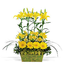 Yellow Garden Rows Cottage Florist Lakeland Fl 33813 Premium Flowers lakeland