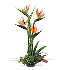 Bird of Paradise Cottage Florist Lakeland Fl 33813 Premium Flowers lakeland