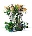 Rose Topiary Cottage Florist Lakeland Fl 33813 Premium Flowers lakeland