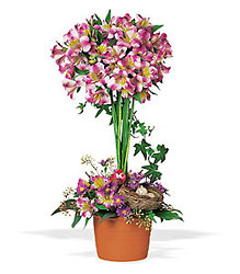 Alstroemeria Topiary Cottage Florist Lakeland Fl 33813 Premium Flowers lakeland