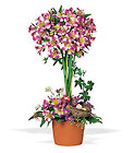 Alstroemeria Topiary Cottage Florist Lakeland Fl 33813 Premium Flowers lakeland