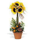 Sunflower Topiary Cottage Florist Lakeland Fl 33813 Premium Flowers lakeland