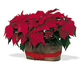 Double Poinsettia Basket Cottage Florist Lakeland Fl 33813 Premium Flowers lakeland